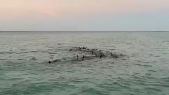 Los delfines fueron avistados cerca de Punta Mosquito, y luego en Holbox, ubicada en la Zona Norte de Quintana Roo Los delfines fueron avistados cerca de Punta Mosquito, y luego en Holbox, ubicada en la Zona Norte de Quintana Roo