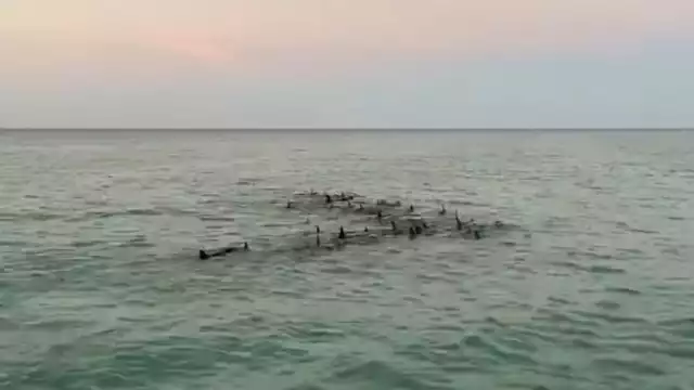 Los delfines fueron avistados cerca de Punta Mosquito, y luego en Holbox, ubicada en la Zona Norte de Quintana Roo
