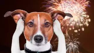 Un desafío para las mascotas en Campeche