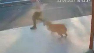 Perro ataca a un hombre causando accidente