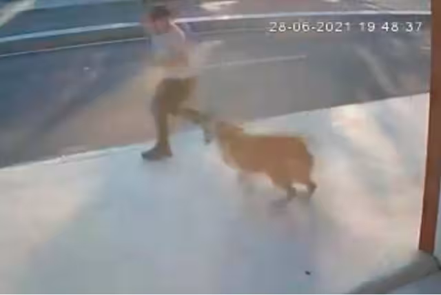 Perro ataca a un hombre causando accidente