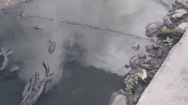 Los comerciantes han hecho lo que ha estado a su alcance, para poder aminorar los olores fétidos que se emanan de ese lugar