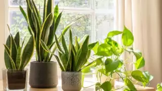 Cinco plantas que refrescan tu casa y que puedes encontrar en Quintana Roo