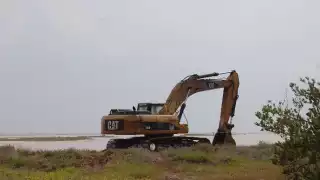 Invasores continúan dañando los manglares de la reserva de Río Lagartos