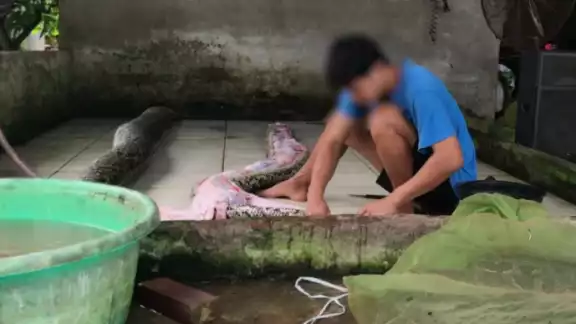 Un trabajador despellejando a una serpiente pitón Un trabajador despellejando a una serpiente pitón