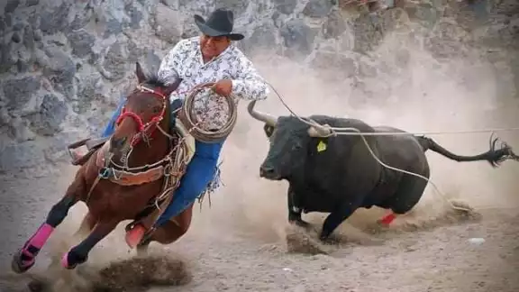 Recientemente, en un torneo realizado en Calotmul, un equino fue destripado y otros lesionados por los toros Recientemente, en un torneo realizado en Calotmul, un equino fue destripado y otros lesionados por los toros