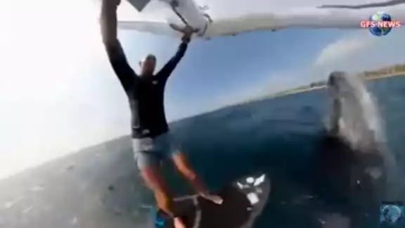 La ballena brincó encima de él. Foto: Especial