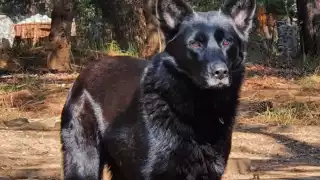 Además del chihuahua y xoloitzcuintle, existe una raza llamada Calupoh