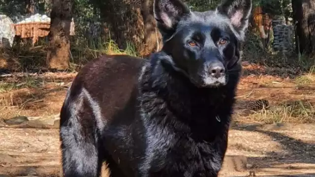 El lobo vivía con la familia, hasta que atacó a la bebé