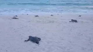Liberan más de 8 mil crías de tortuga en lo que va de la temporada 2021 en Cozumel