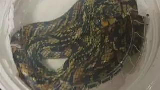 Aseguran serpientes en el Aeropuerto de Mérida