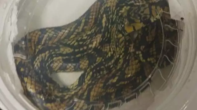 Pedro Nahuat, biólogo, explicó que el crecimiento poblacional acerca al hombre con la naturaleza