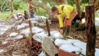 El río Usumacinta ha mostrado un aumento paulatino por lo que se toman prevenciones contra una posible inundación por el río Palizada