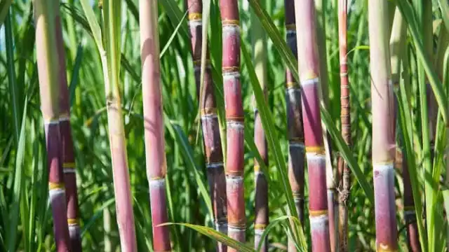 Empresarios desconocen contrabando de azúcar a Chetumal desde Belice