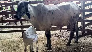 Exalcalde Vicente Guerrero denuncia desaparición de dos vacas en Palizada