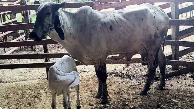 Vicente Guerrero del Rivero hace un llamado para recuperar dos vacas robadas
