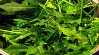 La planta que crece en Yucatán a la que se le debe de pedir permiso antes de cortarla