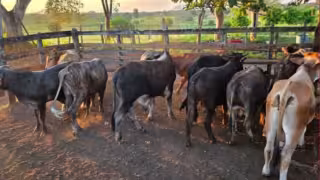 Localizan 10 reses robadas en Candelaria tras denuncia de abigeato: estaban en zona despoblada