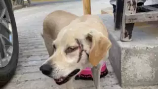  Campeche: Armas punzocortantes o venenos lo más usado en el maltrato animal   