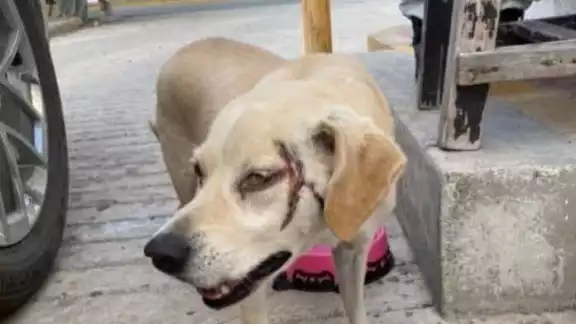 La crueldad a cualquier especie está severamente castigada por la Ley. La crueldad a cualquier especie está severamente castigada por la Ley.