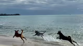 La playa pet friendly de la calle 72 registra saturación por la alta afluencia de visitantes con mascotas en Playa del Carmen.