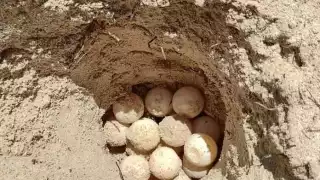 Se estima que las primeras liberaciones de las crías sean en junio