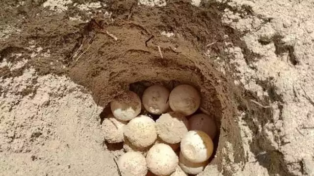 Se estima que las primeras liberaciones de las crías sean en junio