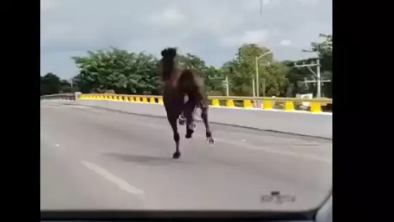 El caballo fue grabado por conductores que se encontraron al animal en el Periférico de Mérida El caballo fue grabado por conductores que se encontraron al animal en el Periférico de Mérida