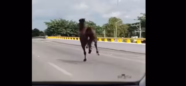 El caballo fue grabado por conductores que se encontraron al animal en el Periférico de Mérida