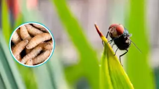 México busca tomar medidas contra el gusano barrenador.