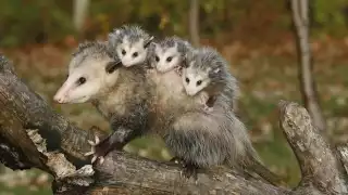 El tlacuache puede medir entre 45 y 60 centímetros, llegan a pesar más de 20 kilos