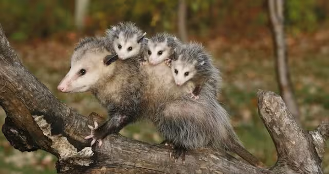 El tlacuache puede medir entre 45 y 60 centímetros, llegan a pesar más de 20 kilos