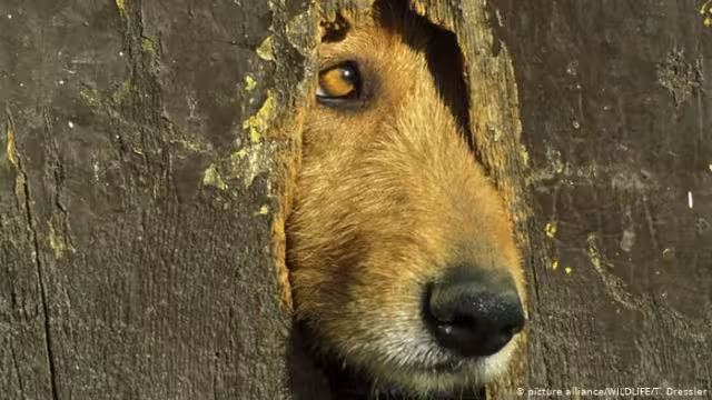 El 60 por ciento de las mordeduras de los canes se da contra menores de edad, principalmente en el rostro