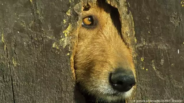 El 60 por ciento de las mordeduras de los canes se da contra menores de edad, principalmente en el rostro