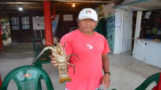 Pescadores de Quintana Roo, en incertidumbre por precio de la langosta