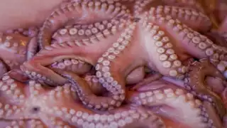 Aumenta la venta de pulpo a través de redes sociales en Campeche