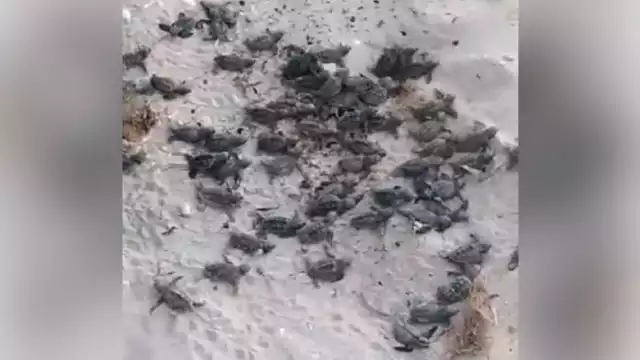 Foto: Captura de pantalla