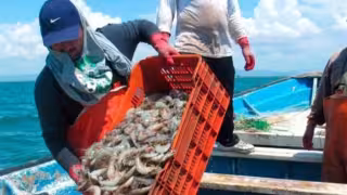 Alarma la venta ilegal de camarón en ciudad del Carmen