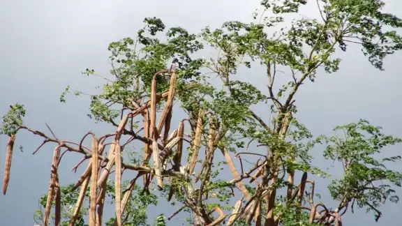 La moringa ha sido compartida entre algunas comunidades rurales, quienes destacan las propiedades de esta planta para atender algunas enfermedades