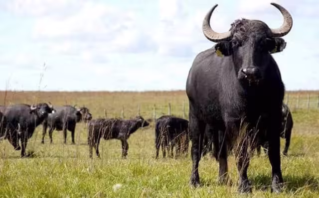 Esta iniciativa se enmarca en la trayectoria de más de 30 años de crianza de búfalos en México