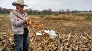 El grano procesado se vendía en 250 pesos, ahora solo sirve para alimento de ganado
