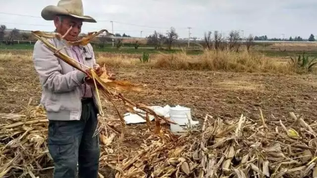 El grano procesado se vendía en 250 pesos, ahora solo sirve para alimento de ganado