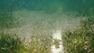 Se constataron los daños al Pasto Marino de Tortuga, una especie que está en la Norma Oficial Mexicana