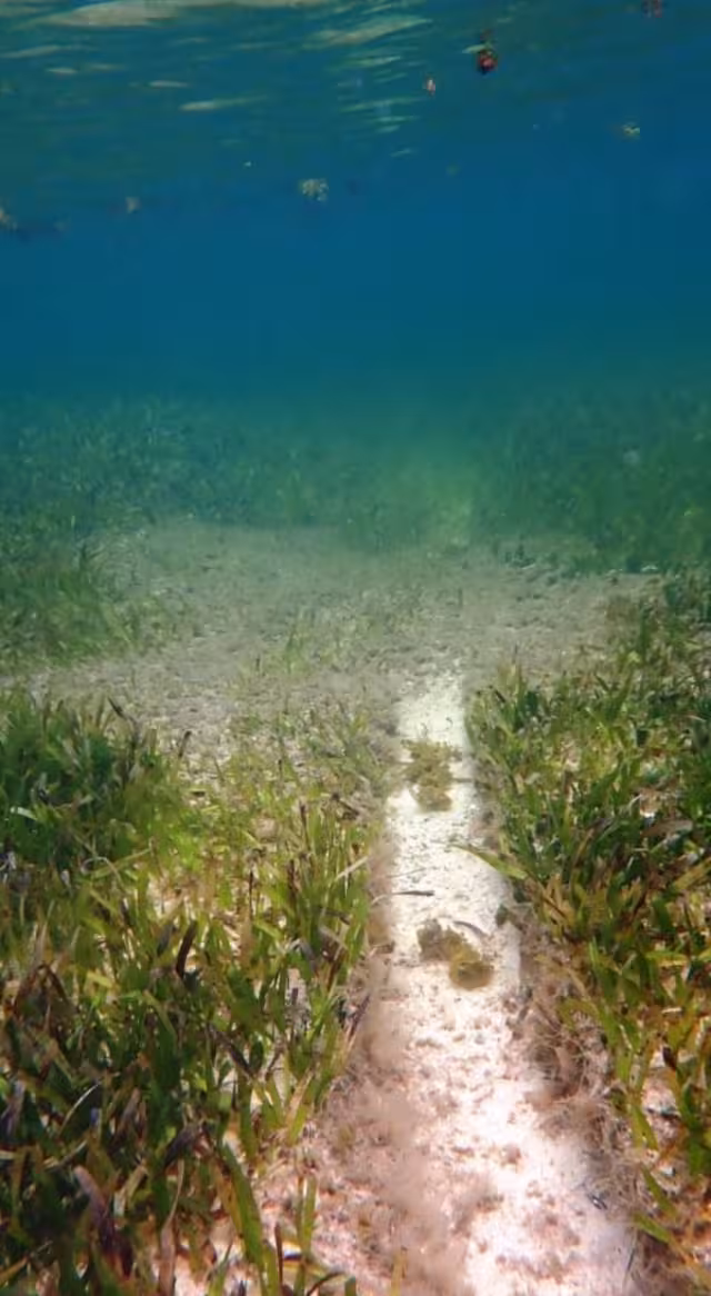 Se constataron los daños al Pasto Marino de Tortuga, una especie que está en la Norma Oficial Mexicana