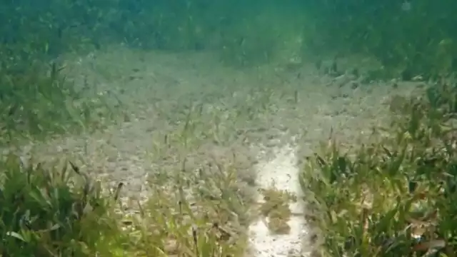 Se constataron los daños al Pasto Marino de Tortuga, una especie que está en la Norma Oficial Mexicana