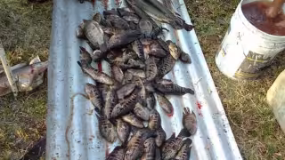 Lluvias hunden ventas de mojarra en Sabancuy y pescadores prevén escasez