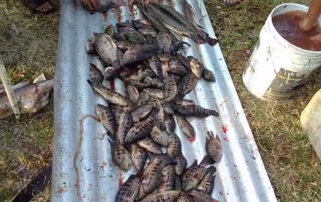 Caen hasta 60% las ventas de mojarra en Sabancuy tras primeras lluvias