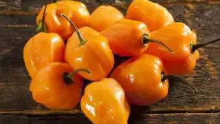 El chile habanero y sus propiedades ocultas fuera de la cocina