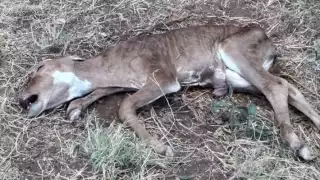 Altas temperaturas ponen en riesgo al ganado en la zona oriente de Yucatán