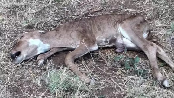 Las inundaciones del 2020 acabaron con los pastizales de los que se nutrían los animales Las inundaciones del 2020 acabaron con los pastizales de los que se nutrían los animales